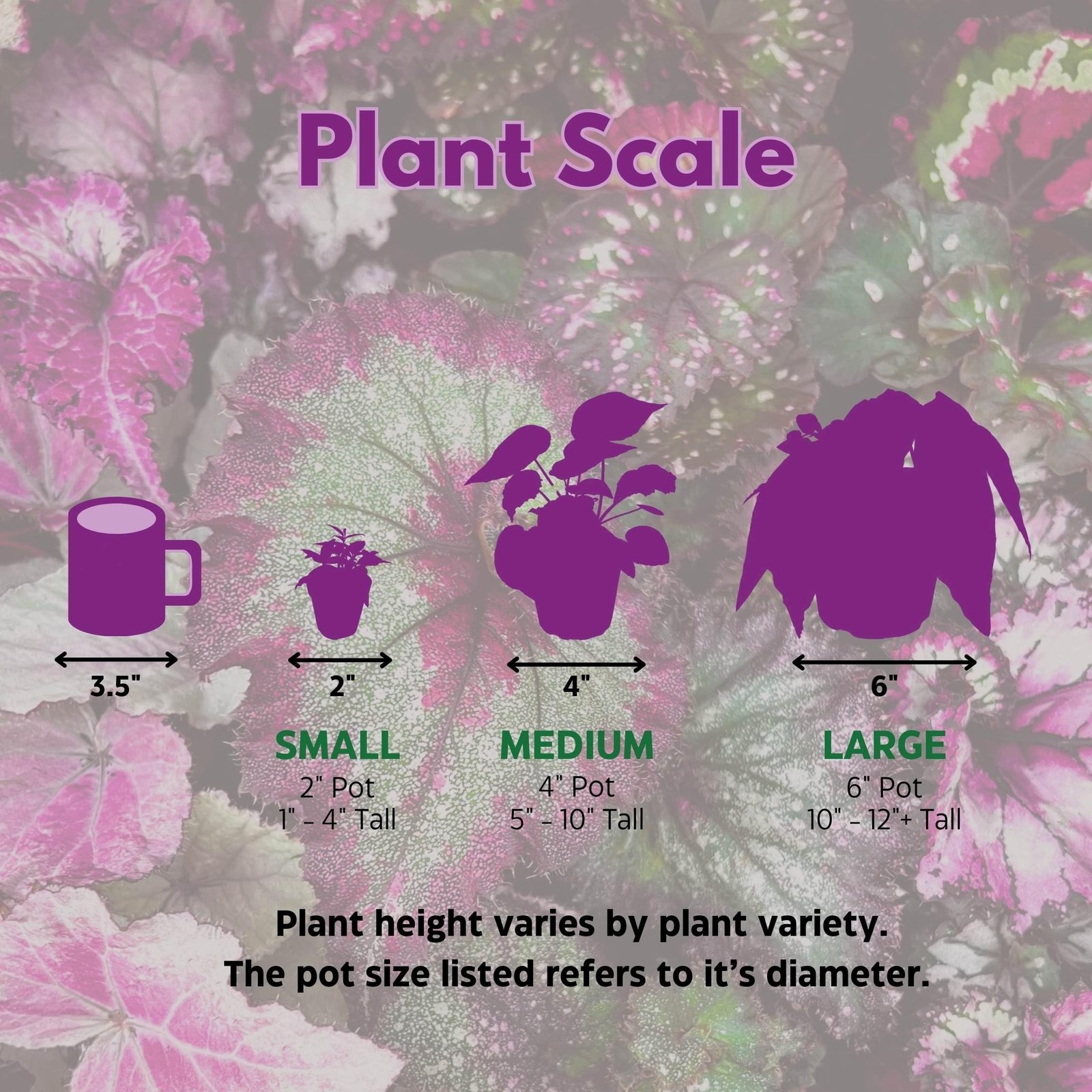 Harmony Foliage Sergeant Pepper African Violet Saintpaulia 4 inch
