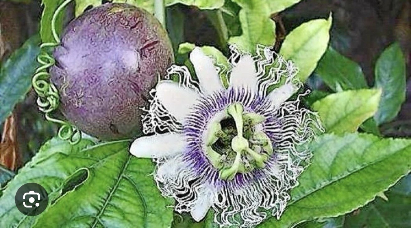 Frederick Passion Fruit~Live Starter Plant ~Passiflora edulis~ Self Fertile
