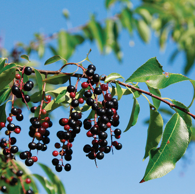 2 Black Cherry Trees Bare Root Live Plants Prunus Serotina Outdoor Garden