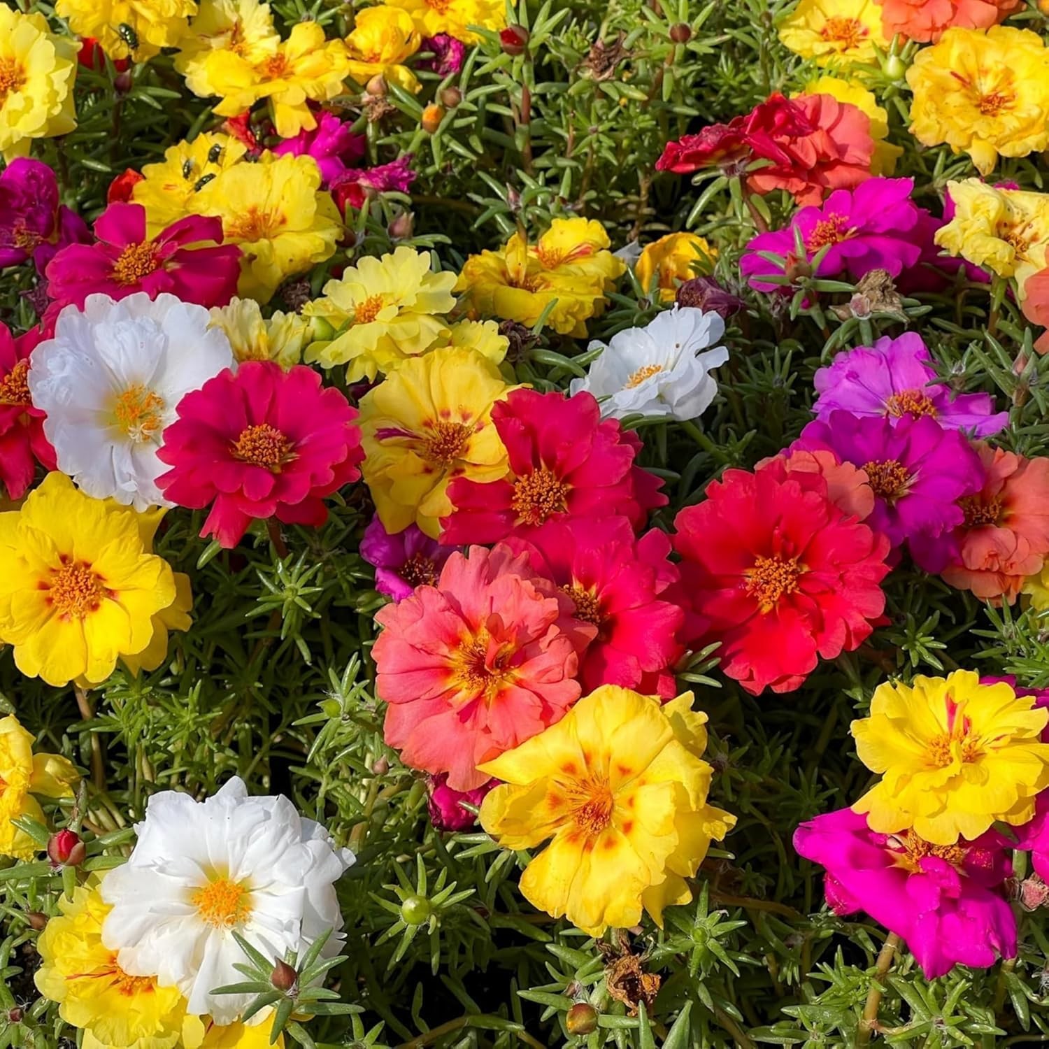 21000+ Double Moss Rose Seeds for Planting – Portulaca Grandiflora