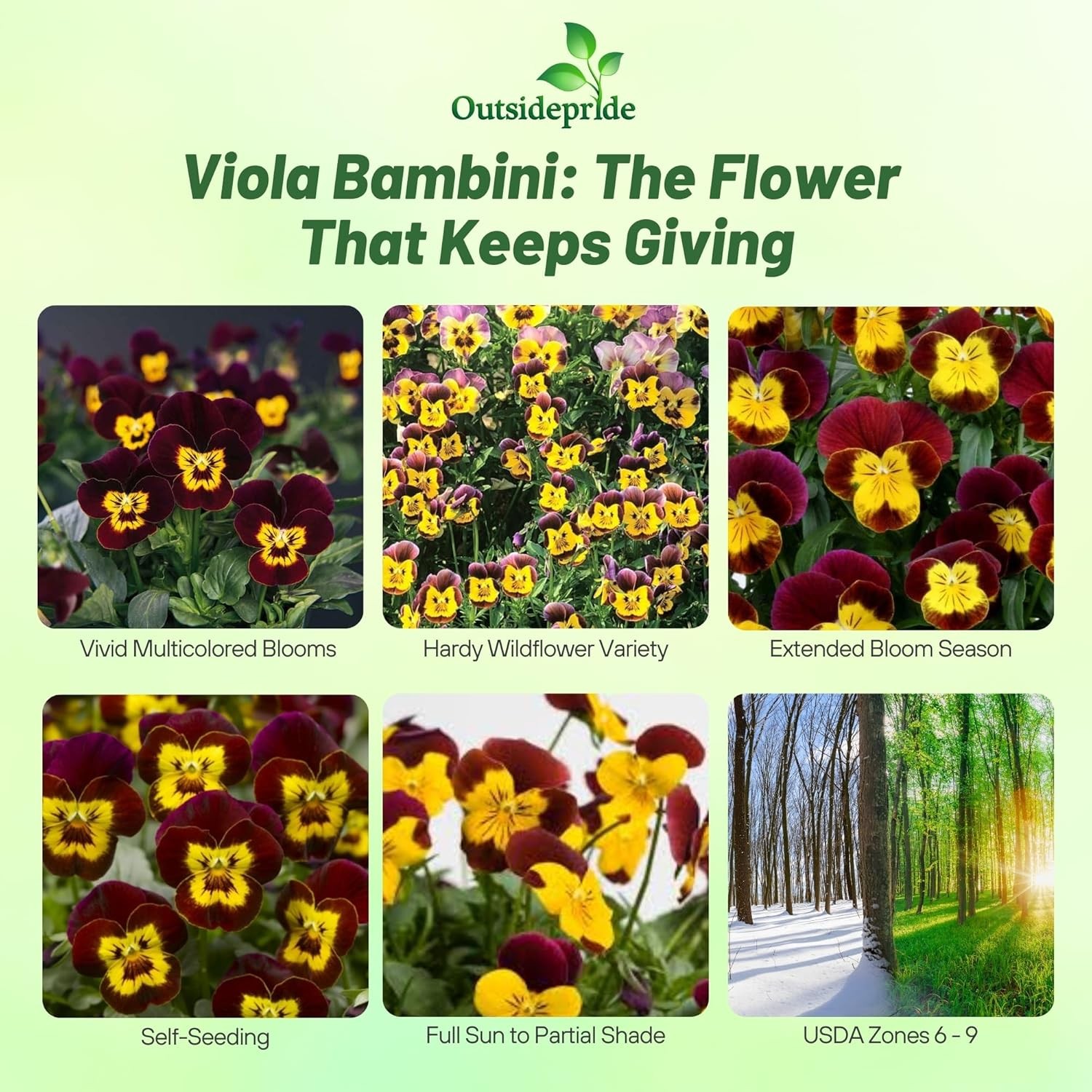 1000 Seeds Viola Seeds – Viola Bambini Mix Flower Seeds