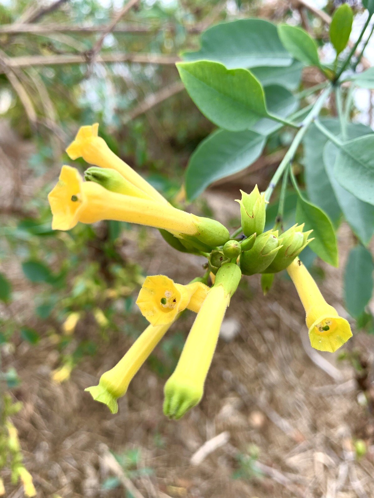 Tobacco Tree, Nicotiana Glauca – 1000+ Seeds – USA