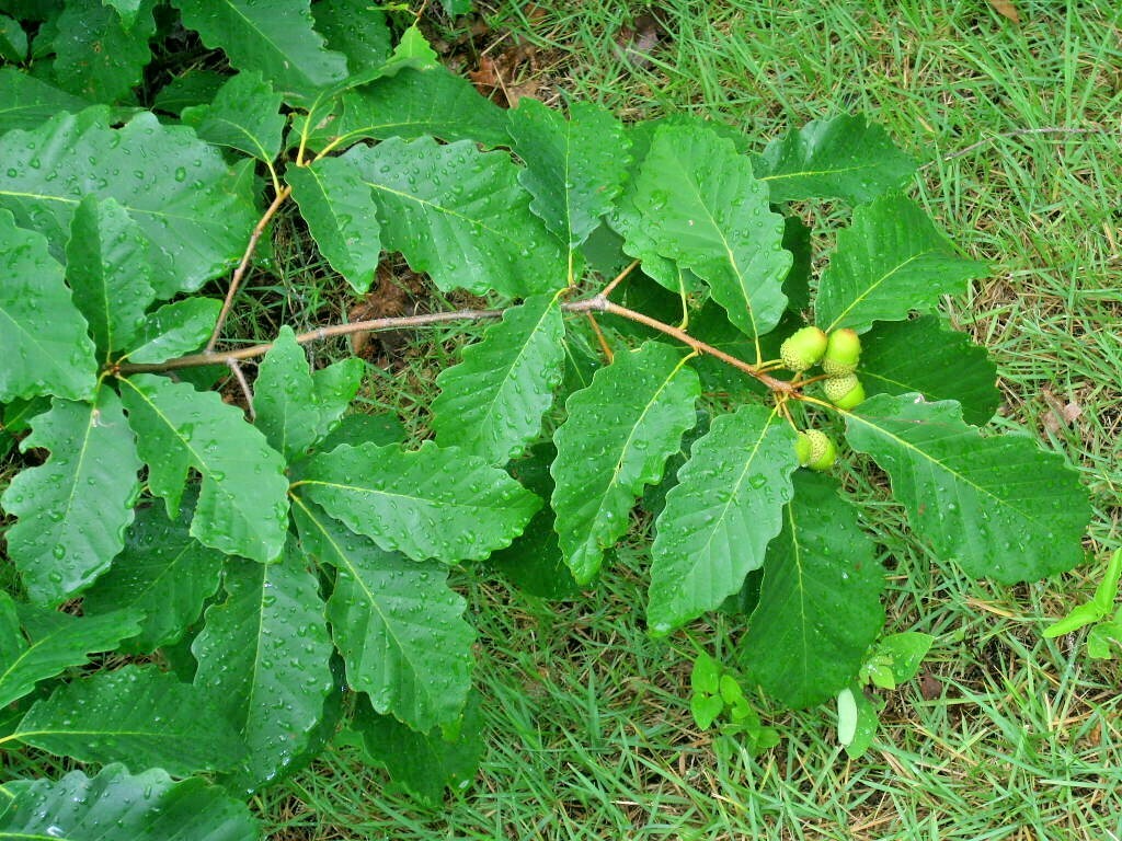 12 CHESTNUT OAK ACORNS – Quercus prinus