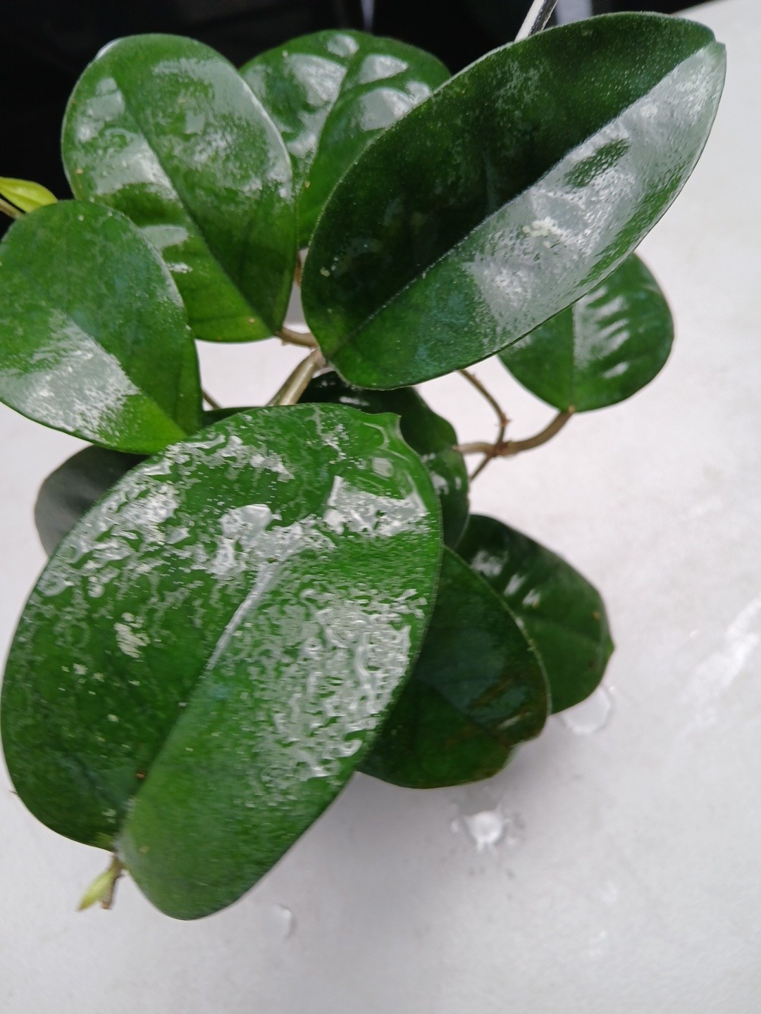 #379- HOYA FUNGI I LIVE PLANT, LARGE LEAF, LARGE PLANT,