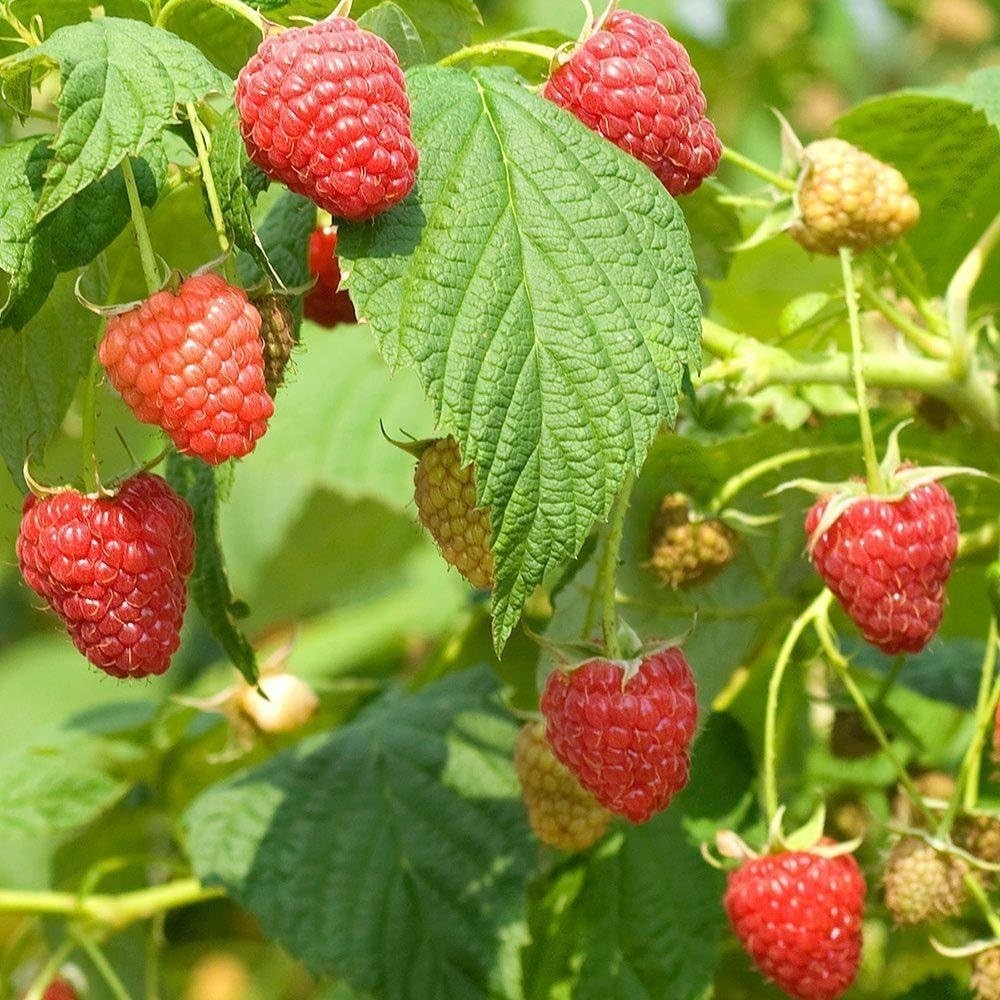 Red Raspberry Seeds 50 Count Rubus idaeus Outdoor Fruit Plant