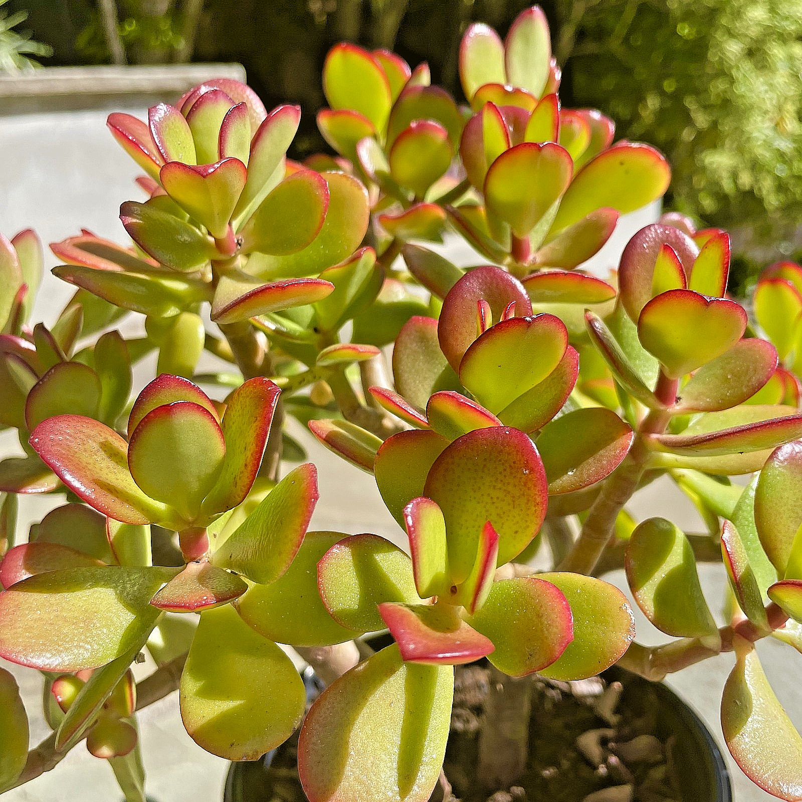 Crassula Ovata Jade Plant Rare Succulent Easy Care Live Plant 1-Cutting 2-3″