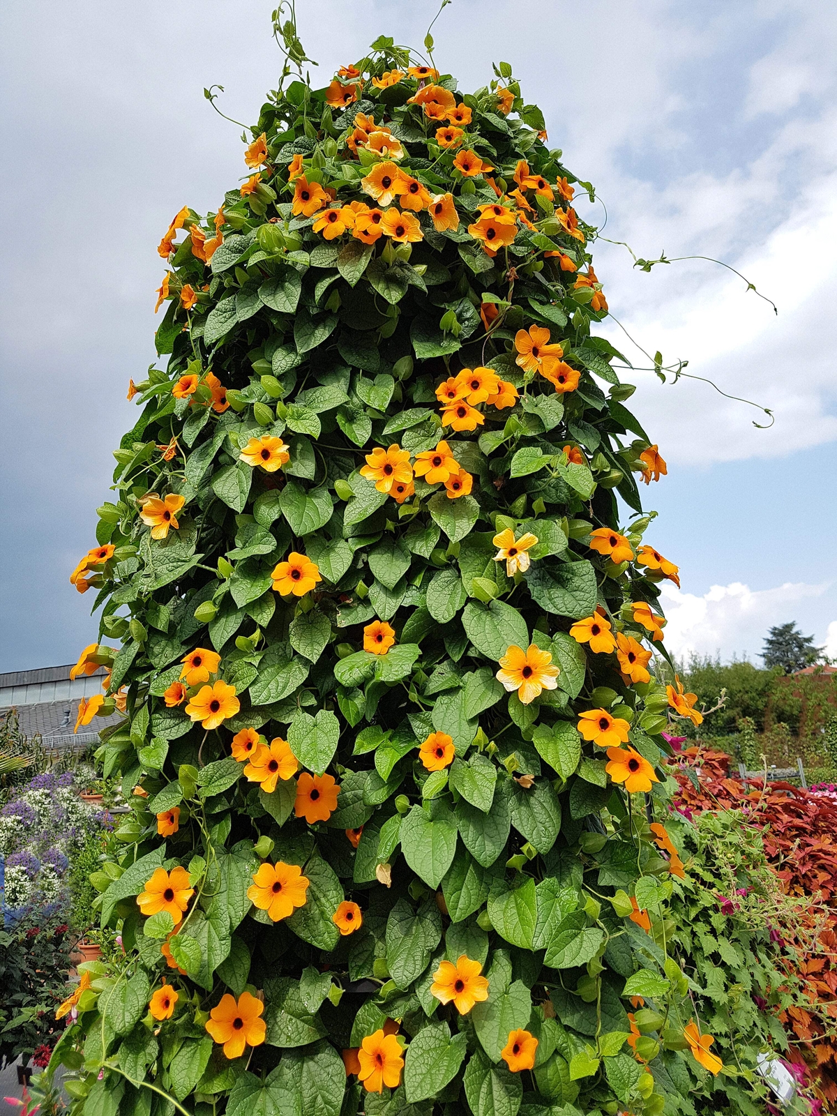 25 MIXED THUNBERGIA Alata VINE Black Eyed Susan Orange White Yellow Flower Seeds
