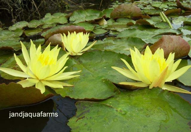 3 Small Yellow Hardy water lily nat filter plant koi pond garden J&J Aquafarms