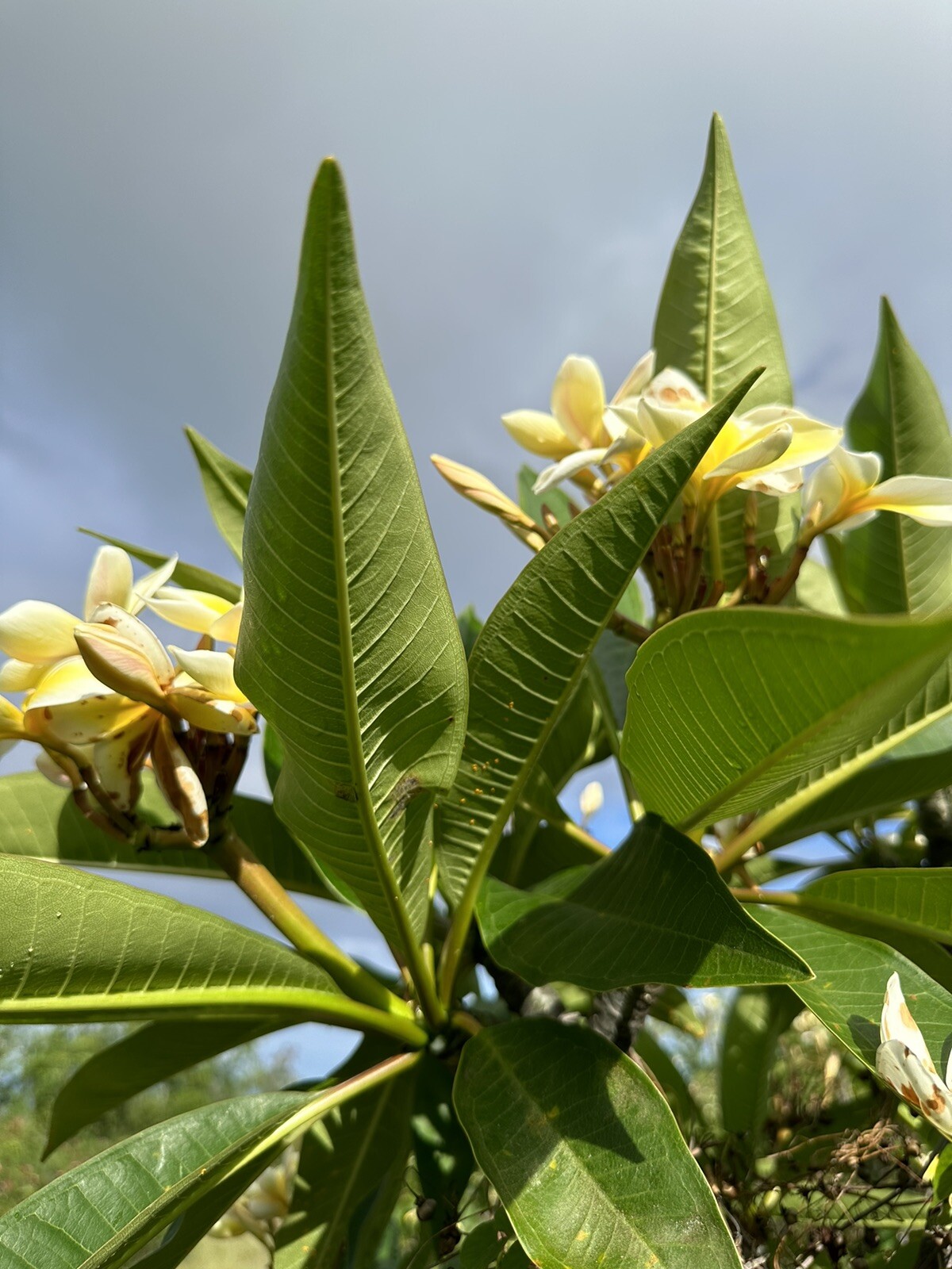 Yellow Plumeria Fresh Starter Cutting Double Head Width Varies 10inch x1