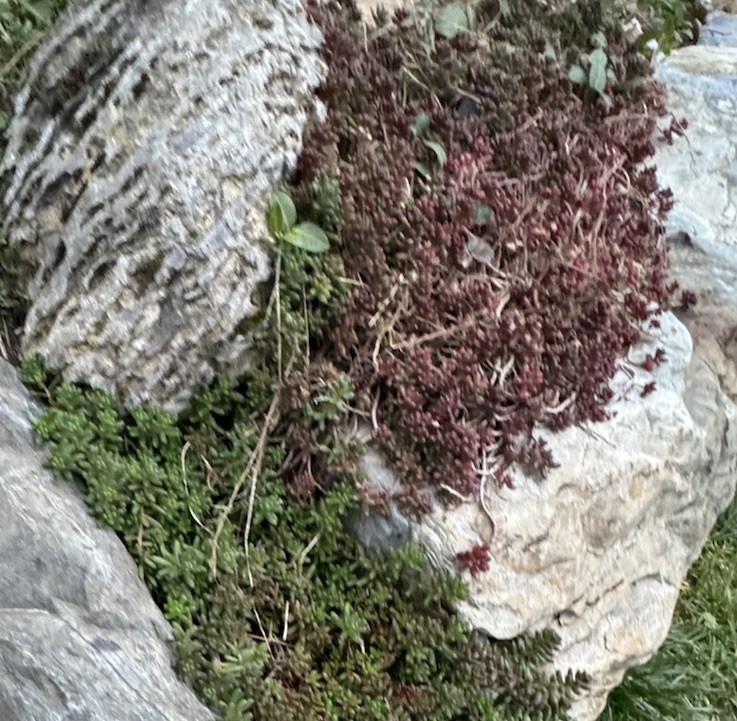SEDUM Stonecrop White Flowering Succulent Groundcover Rock Garden Easy Care