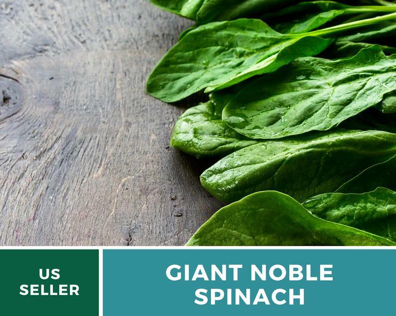 Spinach, Giant Noble – 150 Seeds – Grow all year – Heirloom – Non GMO