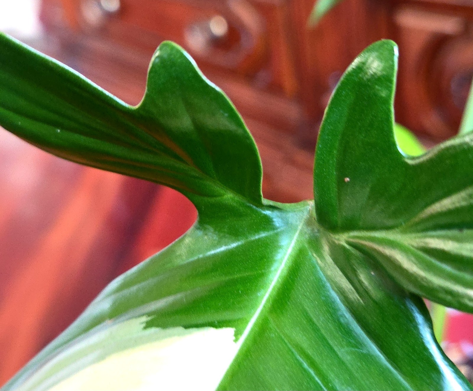 Rare Philodendron Variegated Pedatum 12″ Tall Not Monstera Anthurium Aroid
