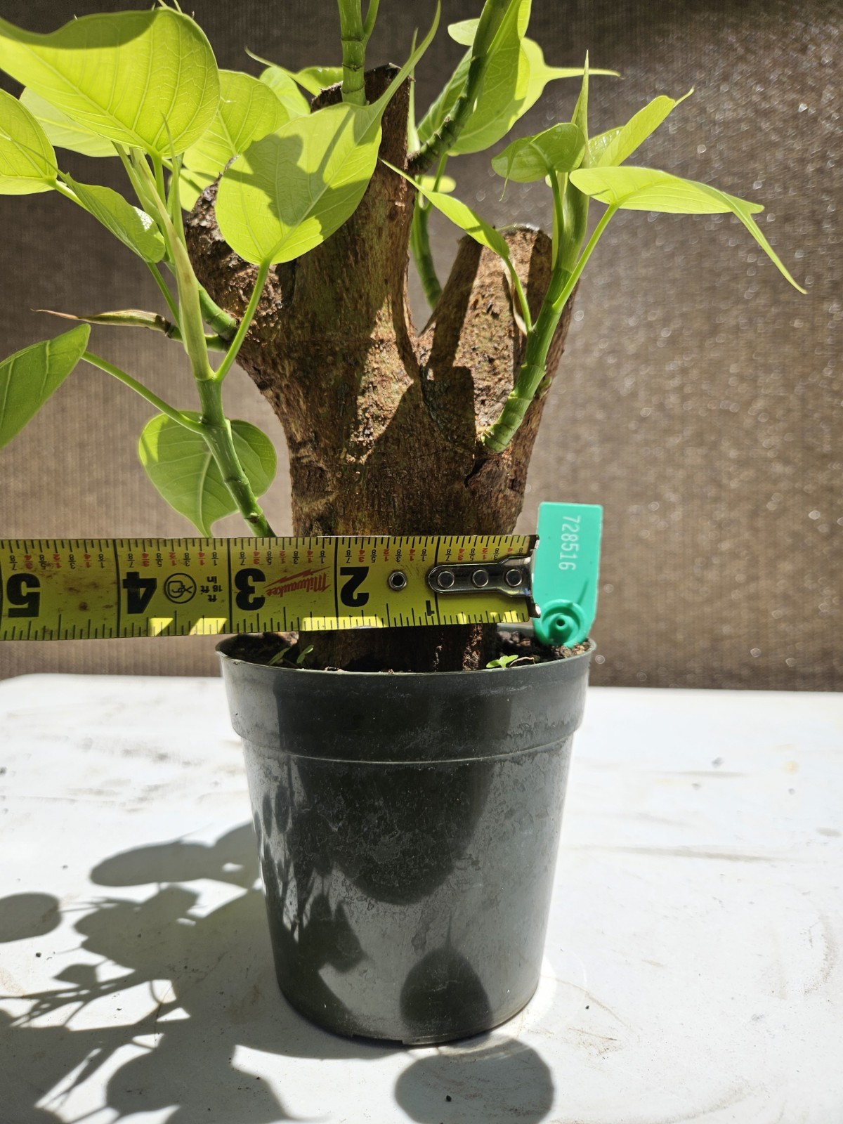 Ficus religiosa ( Sacred fig – Cây Bồ Đề) Bonsai Tree,,,, sale