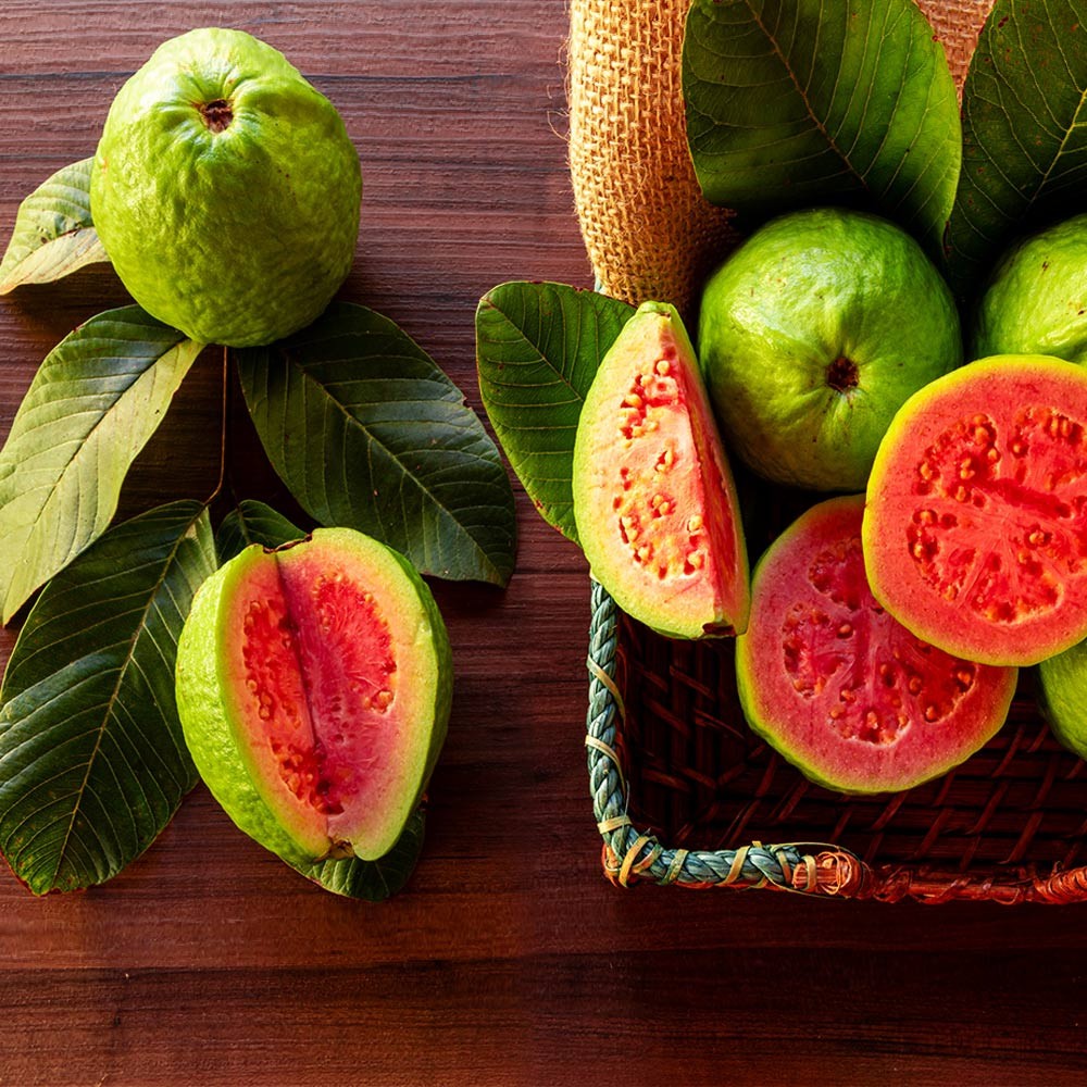 75 Organic GUAva Leaves from our Calif Farm. Hojas de Guayaba