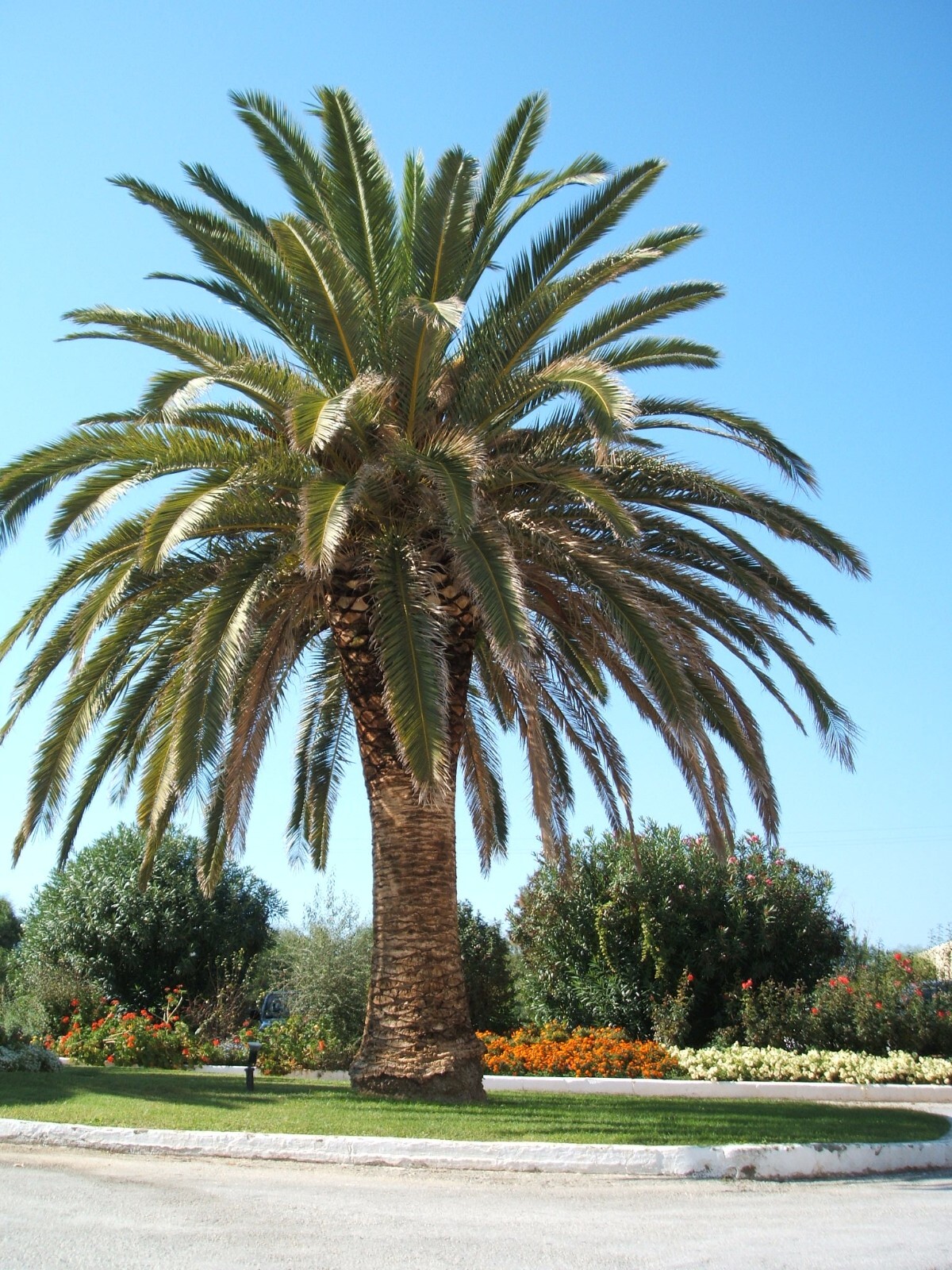 Phoenix Canariensis(Pineapple Palm) Palm Tree (1 count)