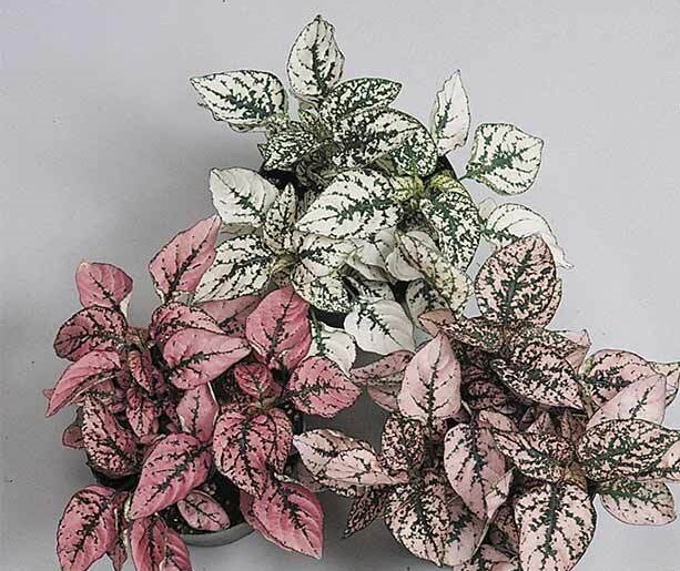 30 Dwarf Polka Dot Plant seeds / Hypoestes **free S/H **