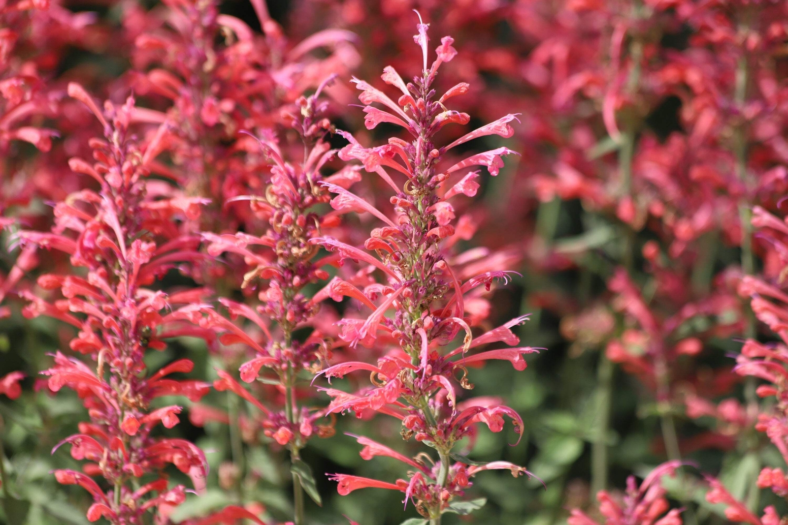 30 RED AGASTACHE ‘HEATHER QUEEN’ Hummingbrid Mint Hyssop Flower Herb Seeds