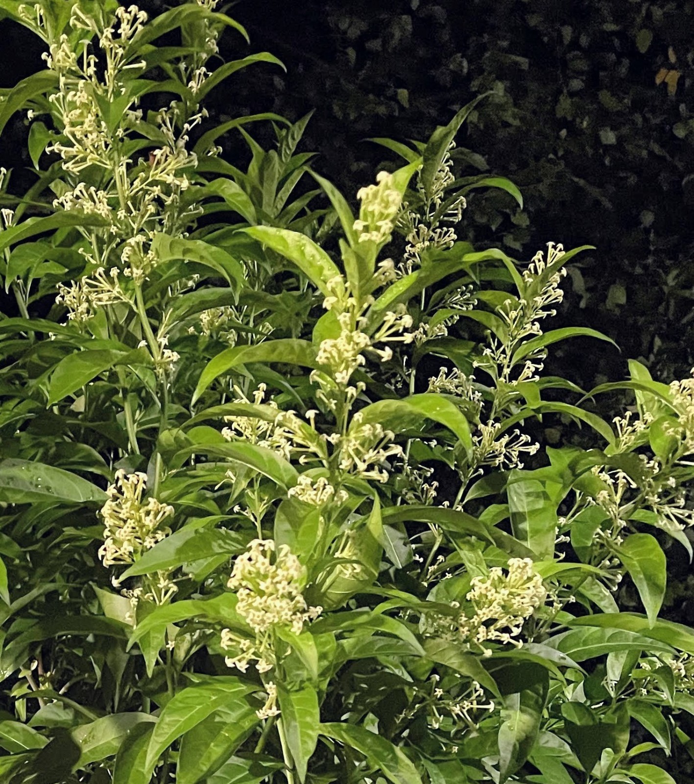 Night Blooming Jasmine 4 -13 Inch 2 Live Plants fully rooted.