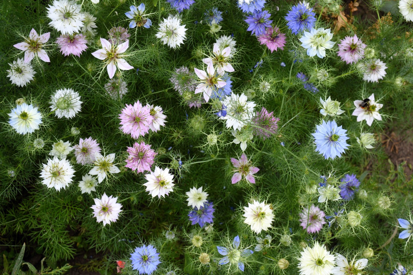 500 LOVE In A MIST PERSIAN Jewels Mix Nigella Damascena Fennel Flower Seeds