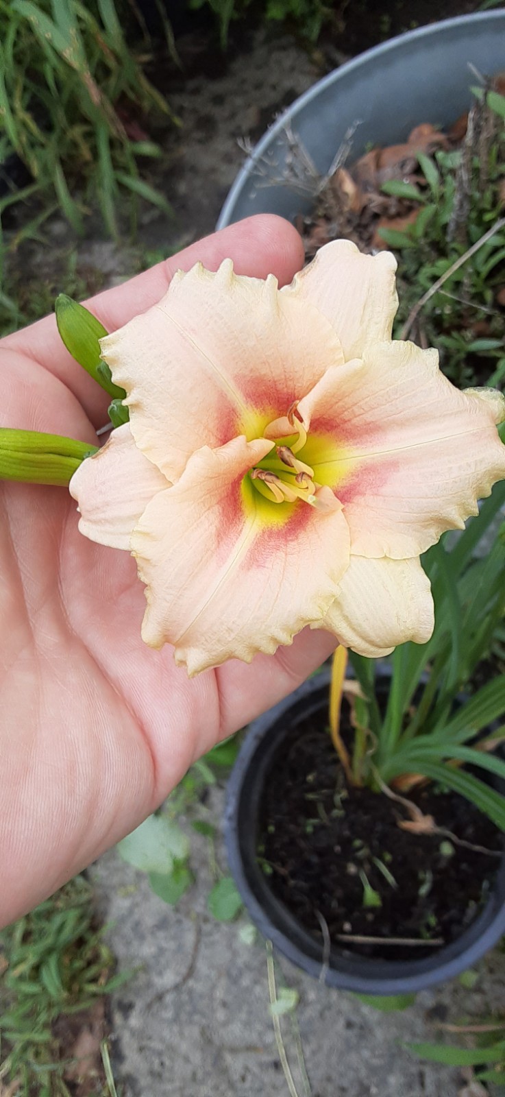 1 Light Pink Daylily Live Starter Plant- READ LISTING