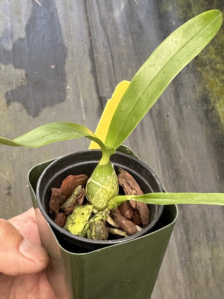 RARER OFFER MEXICAN ENCYCLIA FRAGRANT ORCHID SPECIES mariae BS 2 in pot