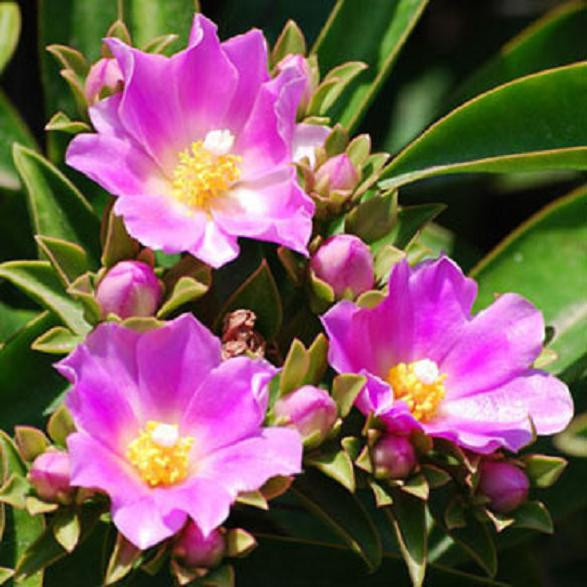 Pereskia grandifolia exotic rare succulent cacti bonsai caudex plant cactus 4″