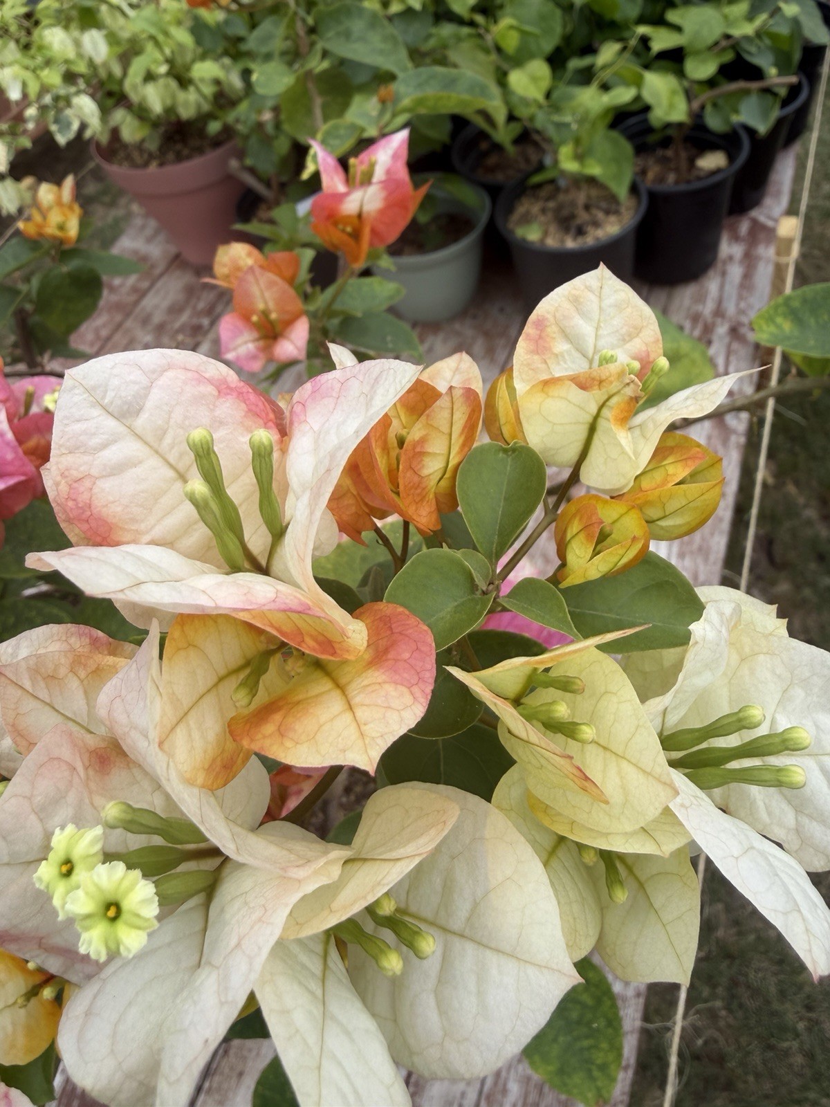 Golden Sunshine live rare bougainvillea.actual Plants.