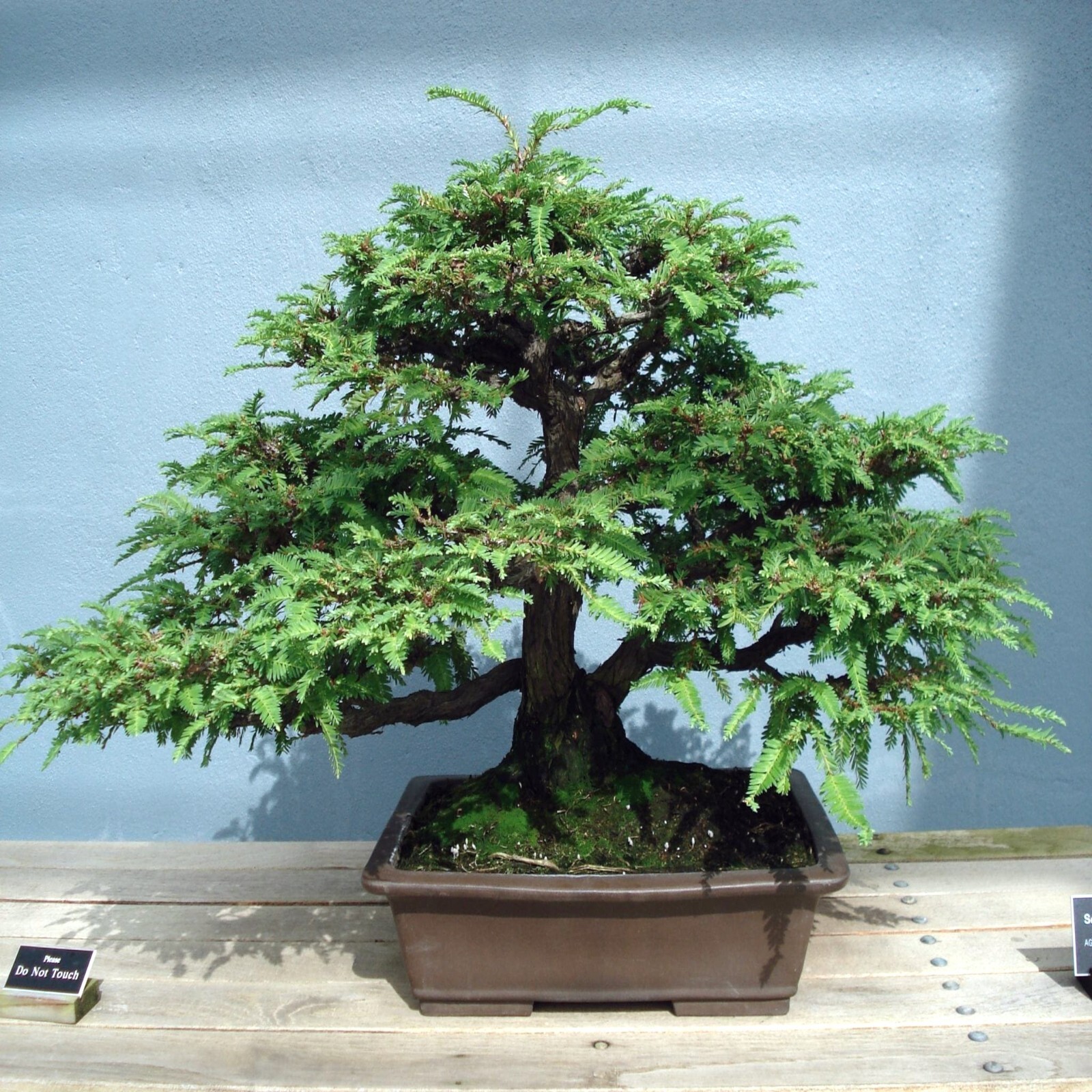 Dawn Redwood Tree Seeds (Metasequoia glyptostroboides) Fast Hardy Bonsai Plant