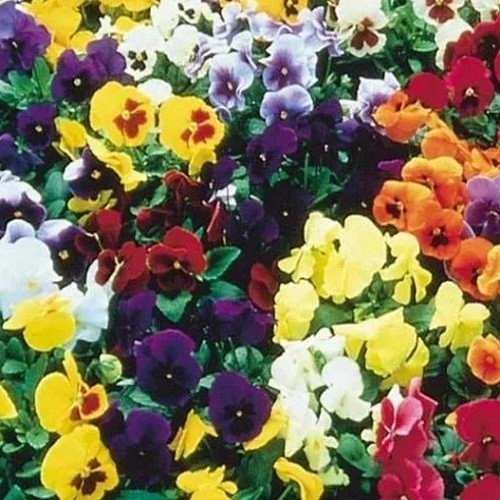 Pansy Swiss Giants Mixed Colors Seeds Organic, Non-GMO Viola Wittrockiana Roggli