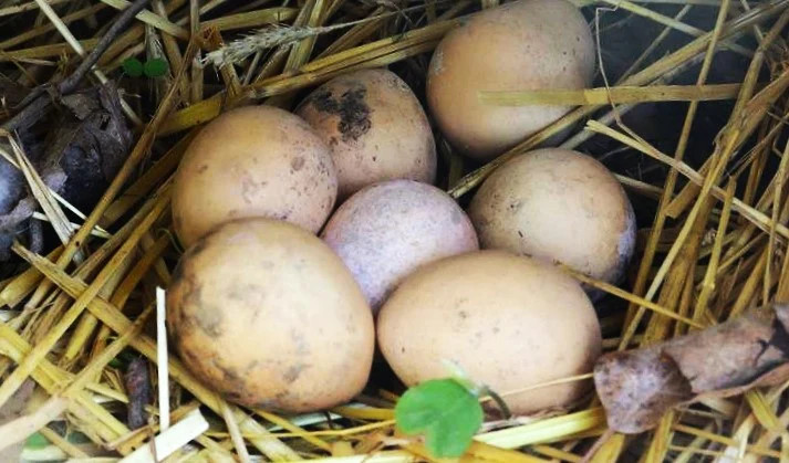 Ozark Nest Egg Ornamental Gourd Seeds – For 2025 Planting Dragon Eggs Cucumber