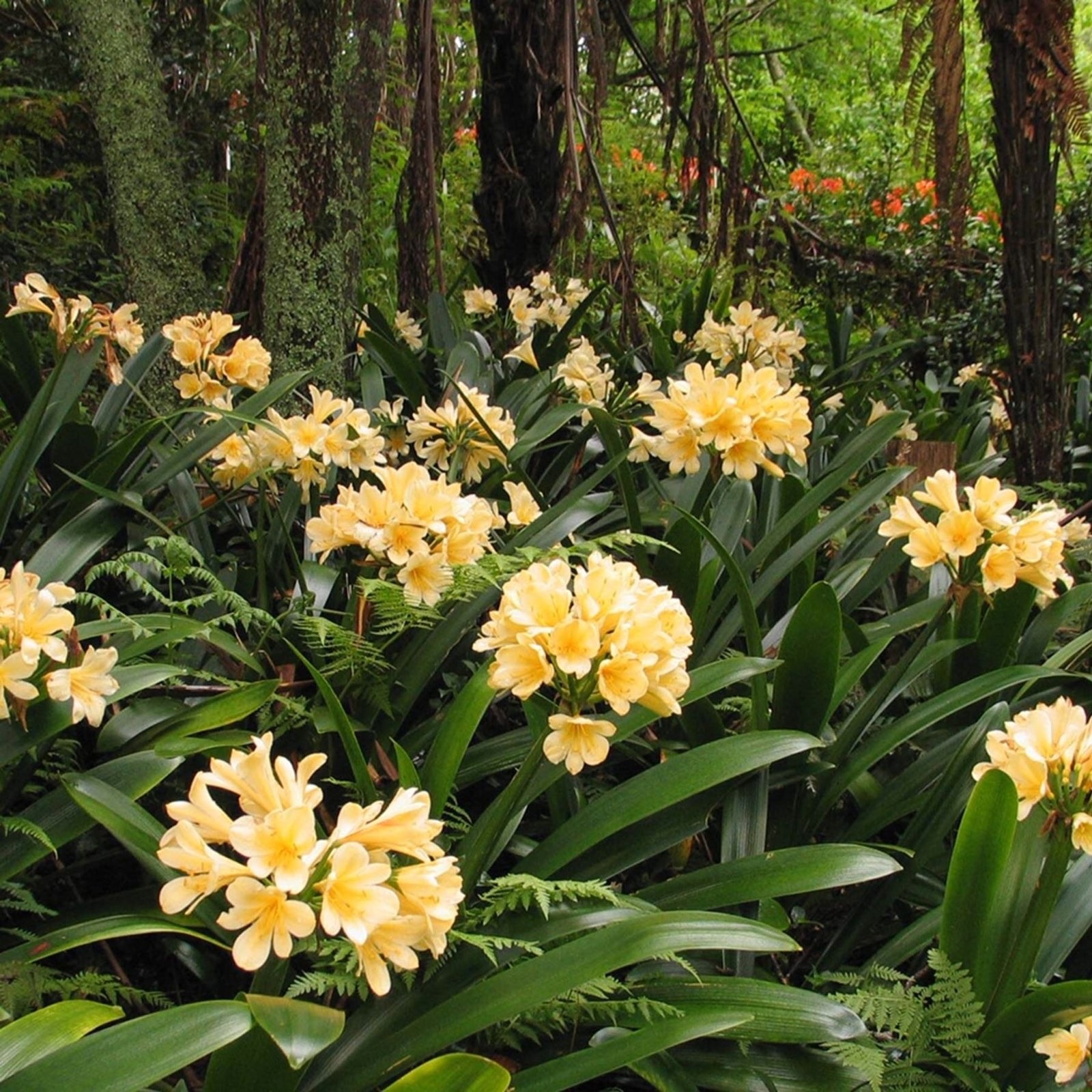 Yellow Clivia Seeds for Sale (7 fresh seeds)