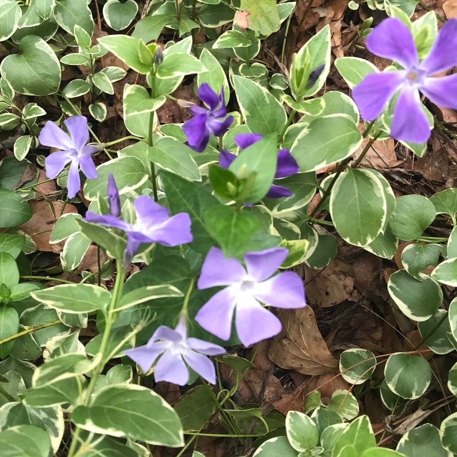 20 Variegated Vinca PeriwinkleTrailing Vine Starter Plants Purple BloomBare Root