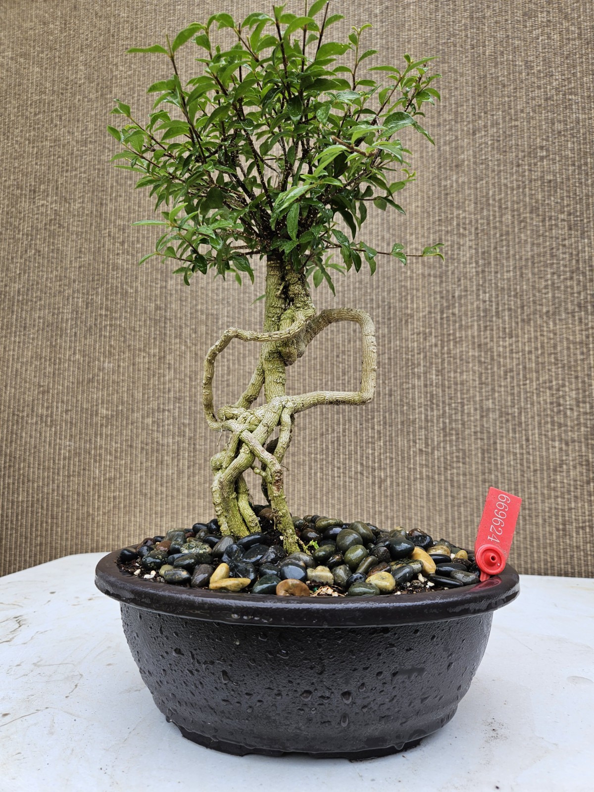 Old Barbados Cherry ( Malpighia Glabra-Hồng ngọc mai ) Bonsai Tree,,,sale