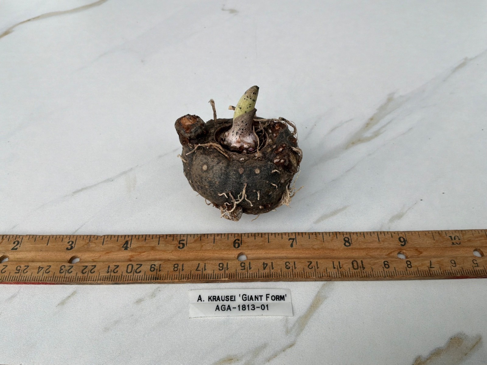 Amorphophallus krausei Giant Form AGA Tropical Rare Plant Aroid Bulb Flower Huge