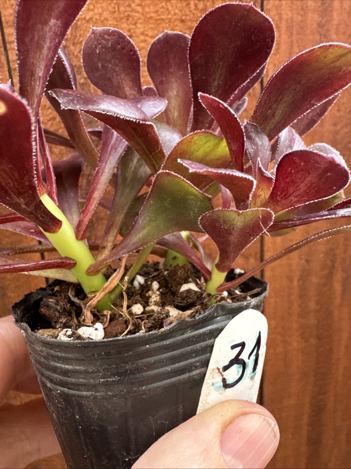 BLACK ROSE Dark Purple Aeonium Succulent