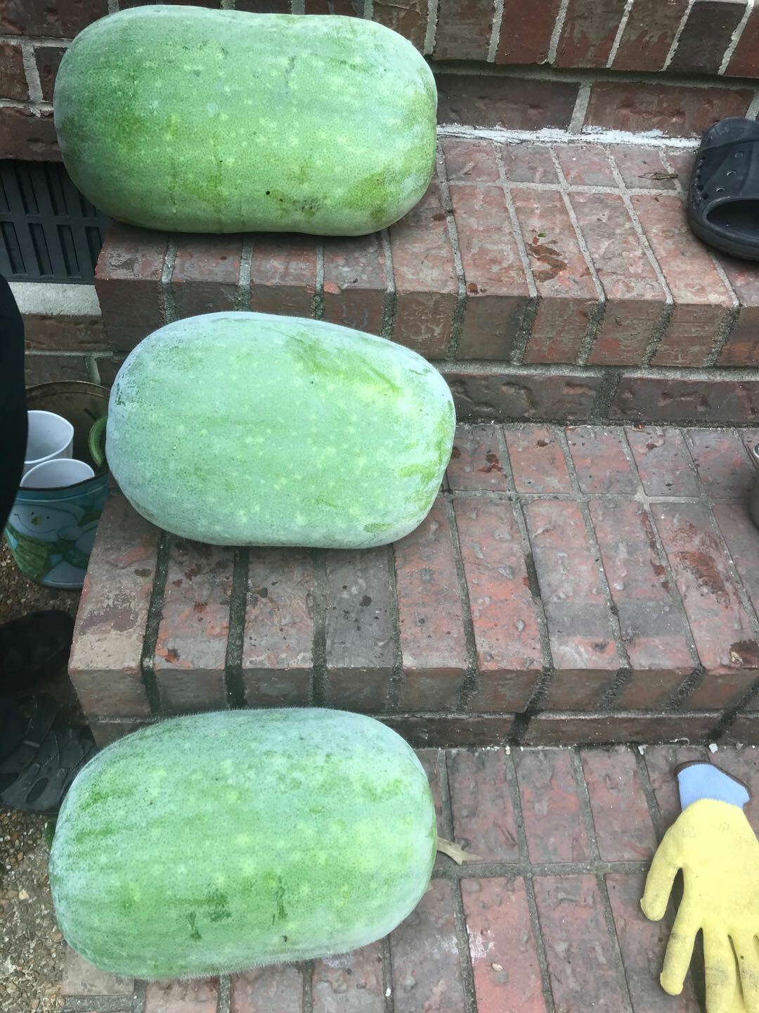 40 Seeds of Organic Ash GOURD Winter Melon Seeds Harvest from my garden