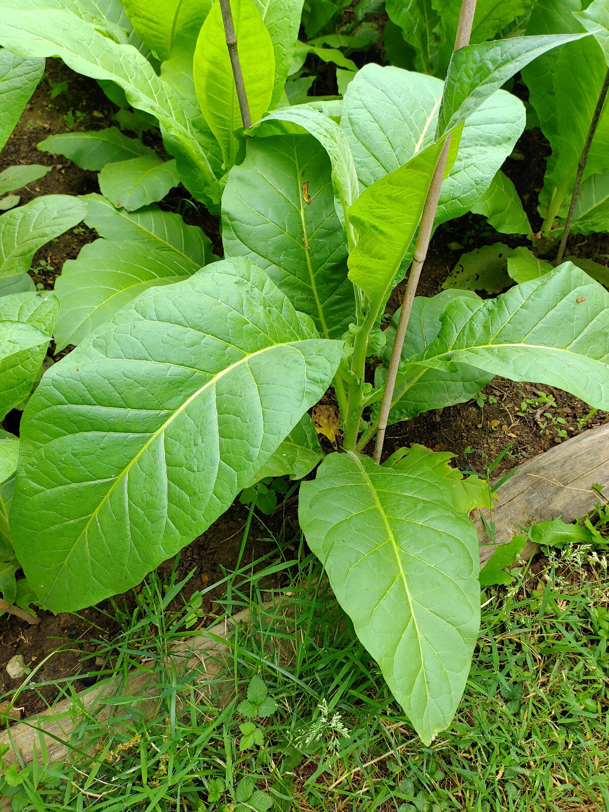 Black Mammoth Tobacco 2000+ Seeds Snuss Snuff Chew Pipe Cigarettes 2023 Crop