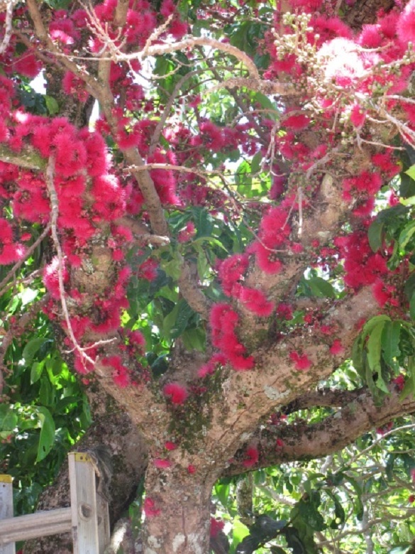 RED Mountain Apple Fruit Tree Syzygium malaccense Ohi’a Ai Apple XL Size Plant