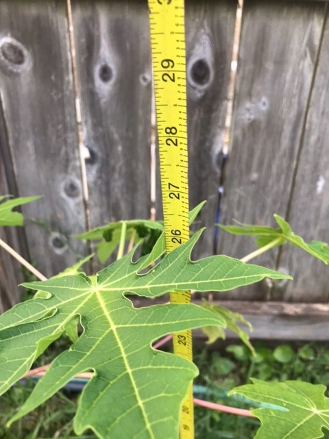 26-30″ Tall Papaya Plant