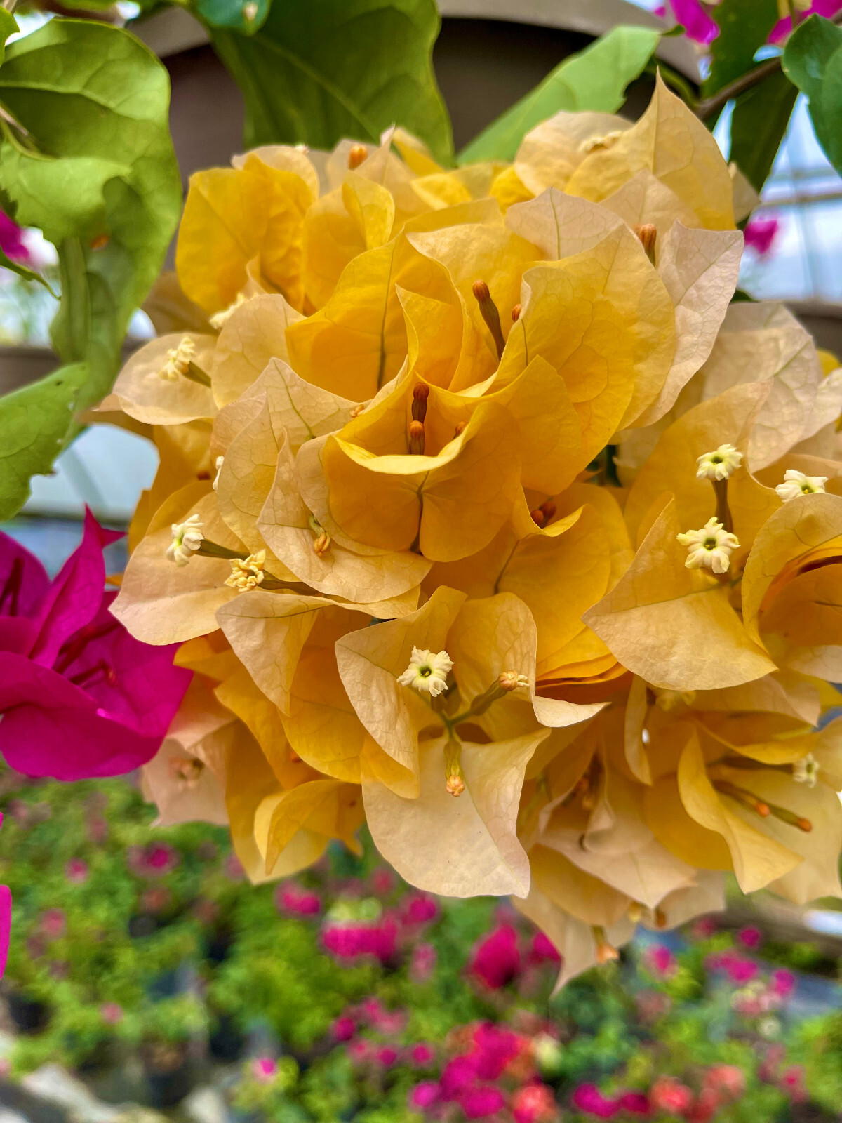 Yellow Live Plant Bougainvillea Vine in 6″ Pot Trellis Fast Growing NO CA