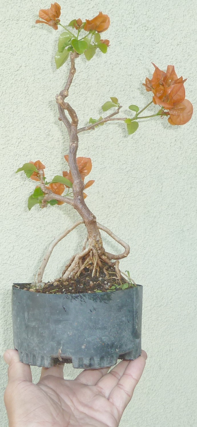 Bougainvillea Orange King Pre Bonsai Dwarf Shohin Nice Movement Trunk Flowers