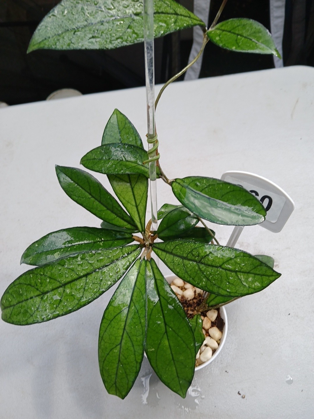 #360- Hoya CRASSIPETIOLATA Green LIVE PLANT,