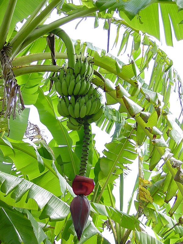 African Giant Banana Tree-musa kandarian- SMALL ROOTED STARTER PLANT-Grows 40 FT
