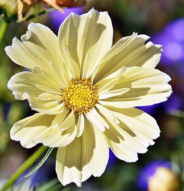 COSMOS MIX 100 SEEDS, SINGLE DOUBLE SEASHELL SULPHUR, STRIPED COSMOSE BIPINNATUS