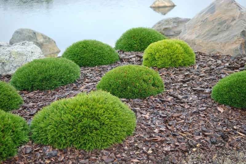 1 Dwarf Mugo Pine Pinus mugo pumilio Starter Plant Bare Root