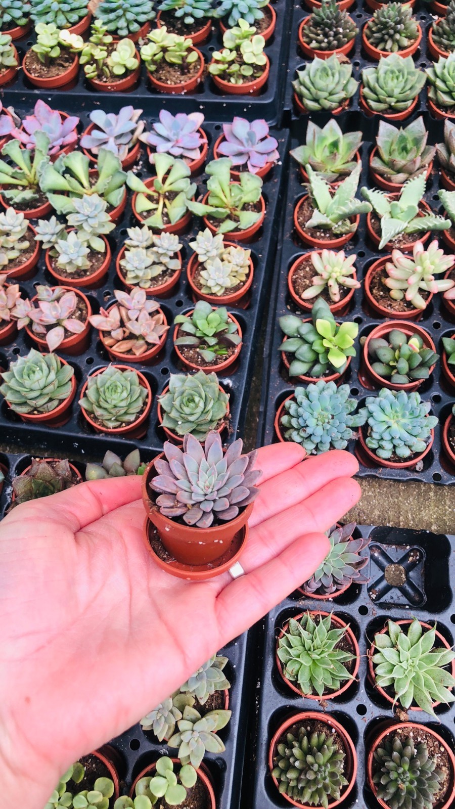 30+ Bulk Mini Plants, Bulk Plant Favors in Tiny Pots, Small Plants for Favors