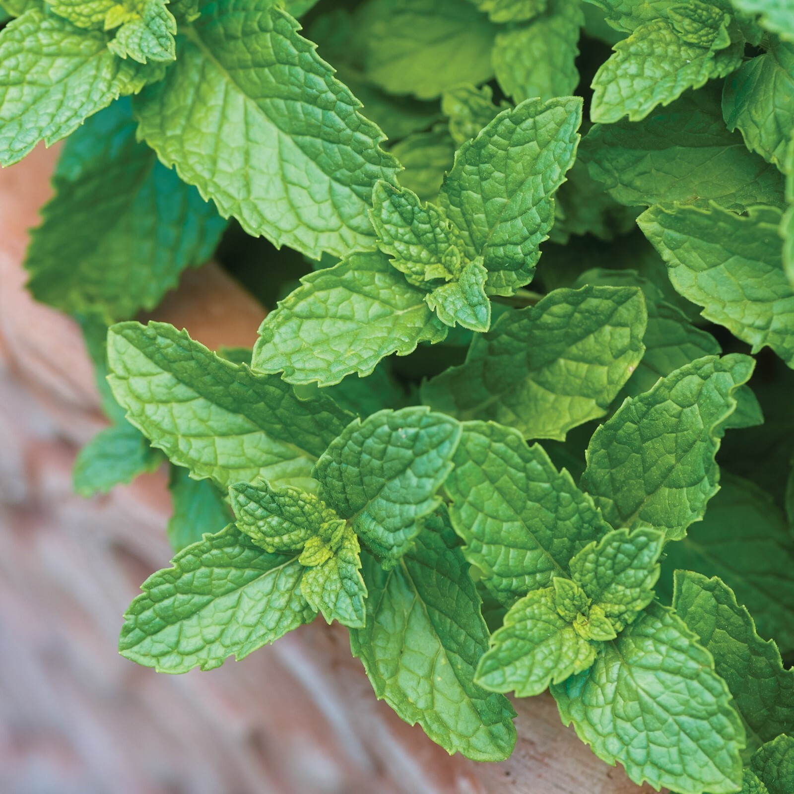 Burpee Common Spearmint Herb Seeds Container Friendly Partial Sun Seed Packet