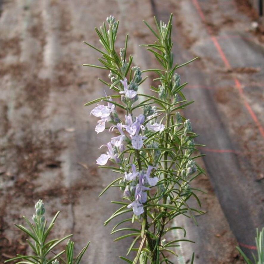 Set of 4 Live ARP Rosemary Plants – 2–5” Tall – No Pot – Culinary Herb