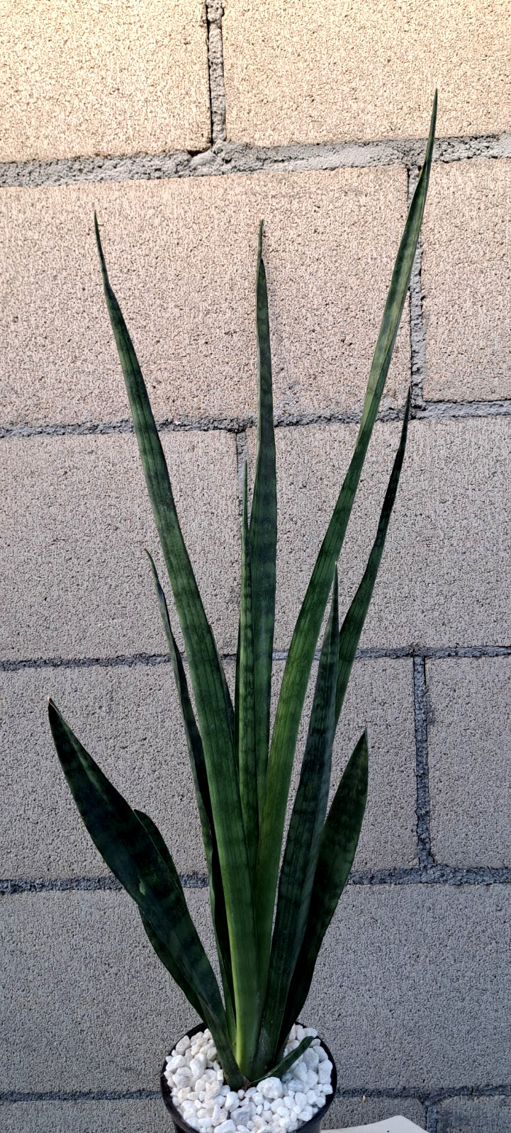 Sansevieria Zeylanica Large Plant Houseplant Succulent