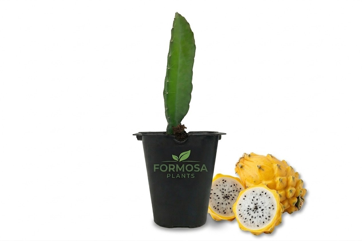 Yellow Dragon Fruit Plant – 1 Live Plant in a 2 Inch Pot – Selenicereus megalant